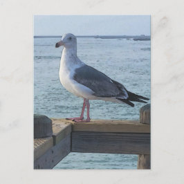 California Seagull Postcard Postkarte
