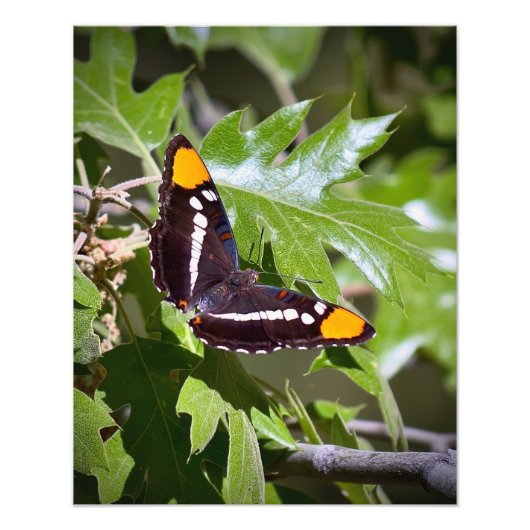 California Sister Butterfly auf Tree-Blätter Fotodruck (Vorne)