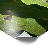 California Sister Butterfly auf Tree-Blätter Fotodruck (Ecke)