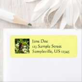 California Sister Butterfly in Yosemite (Insitu)