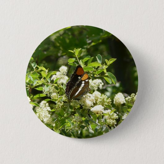 California Sister Butterfly in Yosemite Button (Vorderseite)