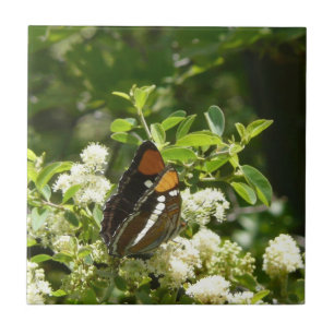 California Sister Butterfly in Yosemite Fliese