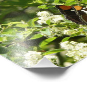 California Sister Butterfly in Yosemite Fotodruck (Ecke)