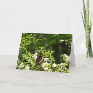 California Sister Butterfly in Yosemite Karte
