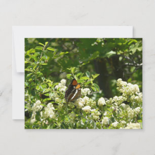 California Sister Butterfly in Yosemite Karte