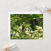 California Sister Butterfly in Yosemite Karte (Vorderseite/Rückseite Beispiel)