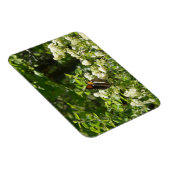 California Sister Butterfly in Yosemite Magnet (Rechte Seite)