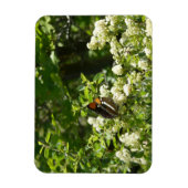 California Sister Butterfly in Yosemite Magnet (Vertikal)