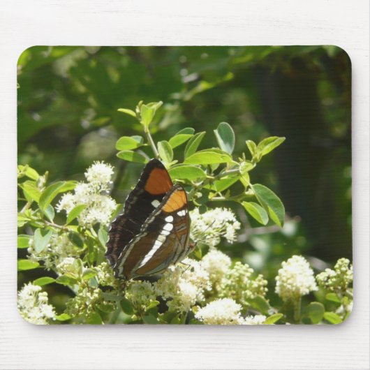 California Sister Butterfly in Yosemite Mousepad (Vorne)