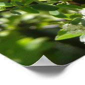 California Sister Butterfly in Yosemite Poster (Ecke)