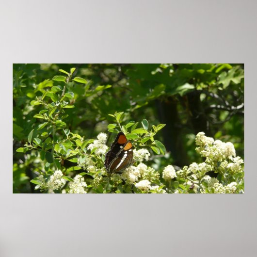 California Sister Butterfly in Yosemite Poster (Vorne)
