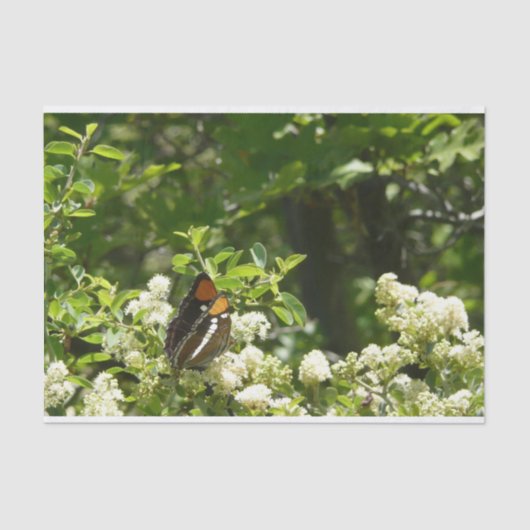 California Sister Butterfly in Yosemite Seidenpapier (Vorderseite)