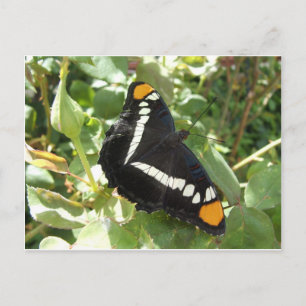 California Sister Butterfly Postkarte