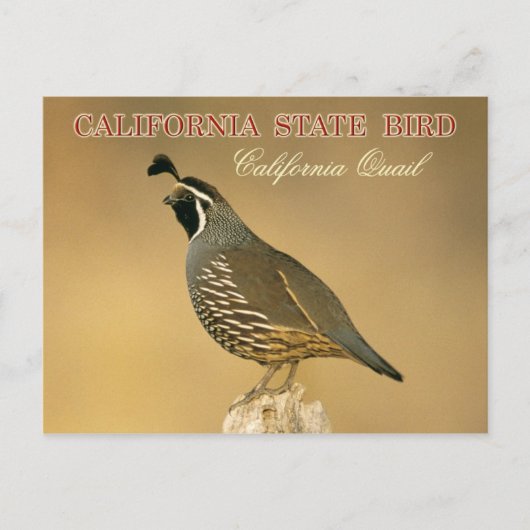 California Staat Bird - California Quai Postkarte (Vorderseite)