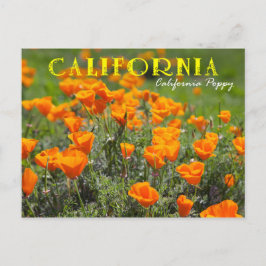 California Staat Blume: California Poppy Postkarte
