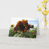 California Sunblumen Karte (Gelbe Blume)