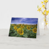 California Sunflower Fields Karte (Gelbe Blume)