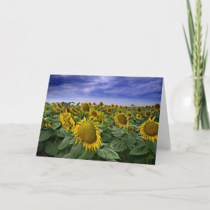 California Sunflower Fields Karte