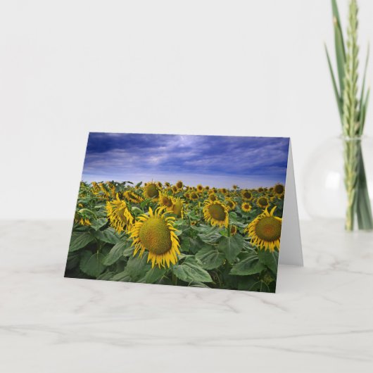 California Sunflower Fields Karte (Vorderseite)