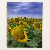 California Sunflower Fields Planer (Vorderseite)