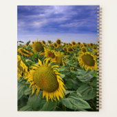 California Sunflower Fields Planer (Rückseite)
