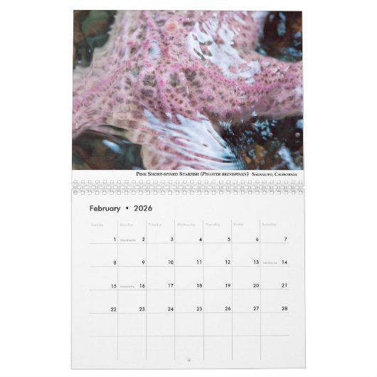 California Tidepools Kalender (Feb 2026)
