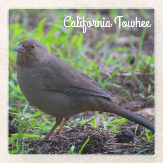 California Towhee Glasuntersetzer (Vorderseite)