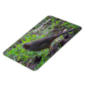 California Towhee Magnet (Linke Seite)