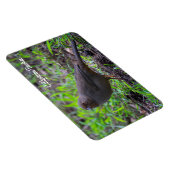 California Towhee Magnet (Rechte Seite)