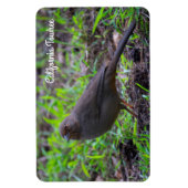 California Towhee Magnet (Vertikal)