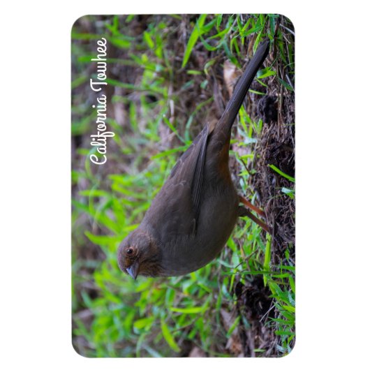 California Towhee Magnet (Vertikal)