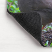 California Towhee Mousepad (Ecke)