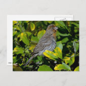 California Towhee Postkarte (Vorne/Hinten)