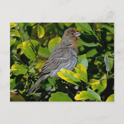 California Towhee Postkarte (Vorderseite)