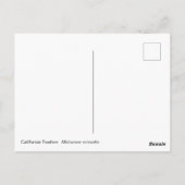 California Towhee Postkarte (Rückseite)