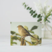 California Towheed Postcard Postkarte (Stehend Vorderseite)