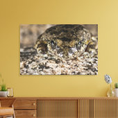 California tree frog (Pseudacris cadaverina), Leinwanddruck (Insitu (Wohnzimmer))