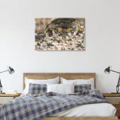 California tree frog (Pseudacris cadaverina), Leinwanddruck (Insitu (Schlafzimmer))