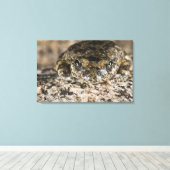 California tree frog (Pseudacris cadaverina), Leinwanddruck (Insitu (Holzboden))