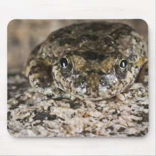 California tree frog (Pseudacris cadaverina), Mousepad