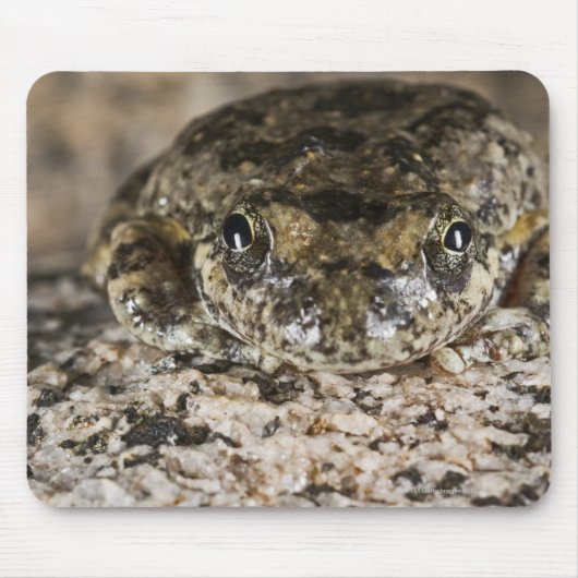 California tree frog (Pseudacris cadaverina), Mousepad (Vorne)