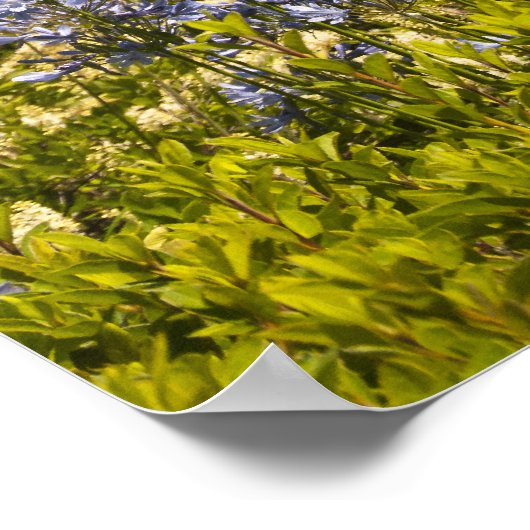 California Vineyard and Purple Flowers Poster (Ecke)