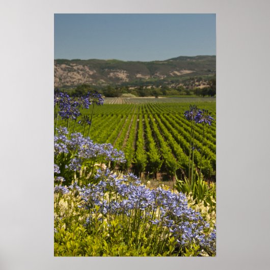 California Vineyard and Purple Flowers Poster (Vorne)