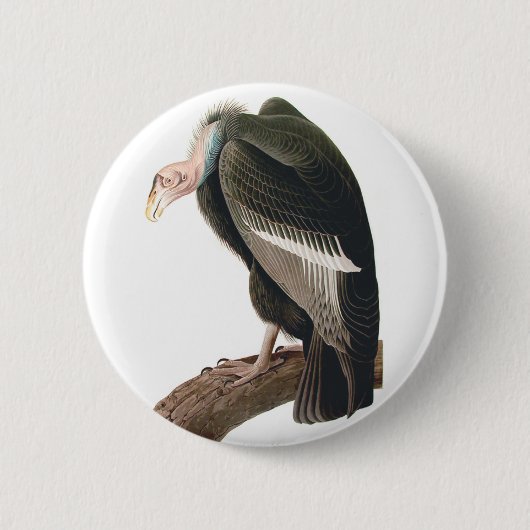 California Vulture (Condor), Audubon Fine Art Button (Vorderseite)