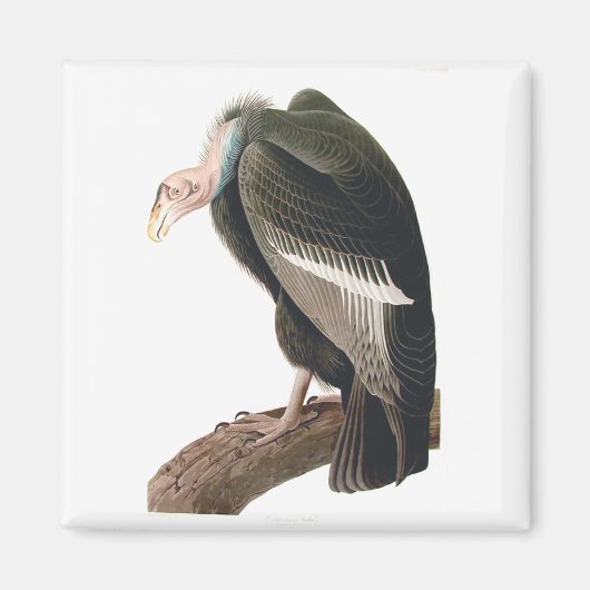 California Vulture (Condor), Audubon Fine Art Magnet (Vorne)