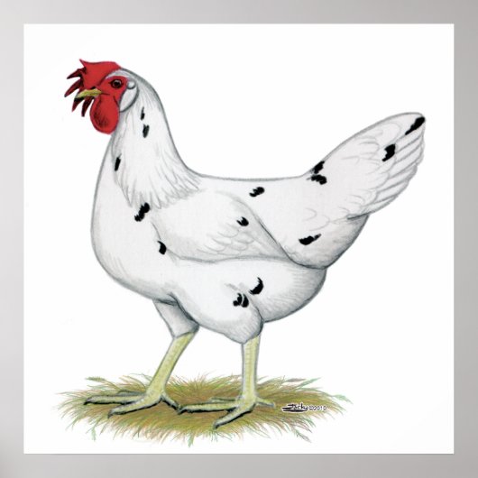 California White Hen Poster (Vorne)