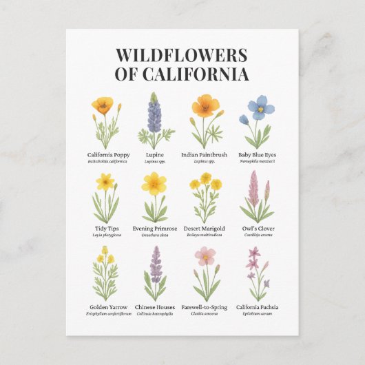 California Wildblumen - Botanische Aquarellfärbung Postkarte (Vorderseite)