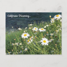 California Wildblumen, La Jolla Cove