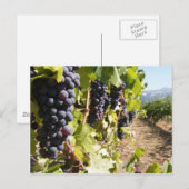 California Wine Country Postkarte (Vorne/Hinten)