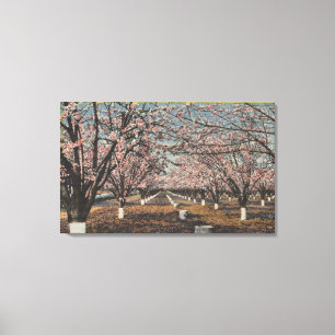 CaliforniaBlossom Blooming on Trees Leinwanddruck